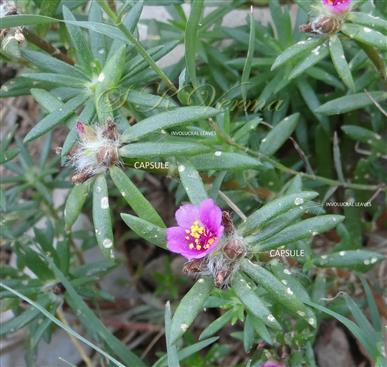  Inflorescences with flower, Fruits and Involucres